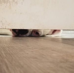 Meet your Posher, Shelly